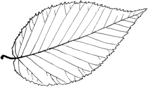 Disegno di foglia da stampare e colorare 67