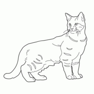 Disegno di gatto da stampare e colorare 262