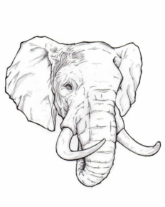 Disegno di elefante da stampare e colorare 26