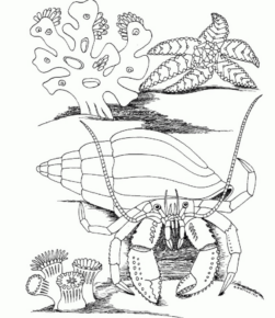 Disegno di mare da stampare e colorare 46