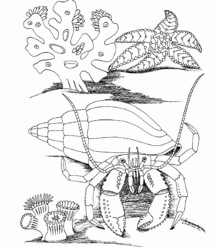 Disegno di mare da stampare e colorare 46