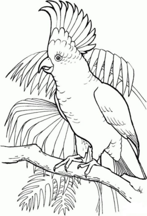 Disegno di pappagallo da stampare e colorare 105