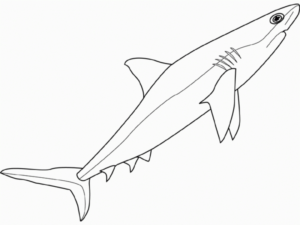 Disegno di squalo da stampare e colorare 6
