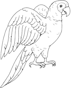 Disegno di pappagallo da stampare e colorare 58