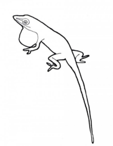 Disegno di lucertola da stampare e colorare 23