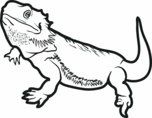 Disegno di iguana da stampare e colorare 18