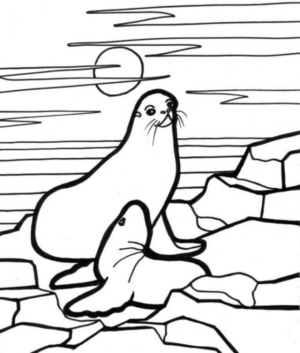 Disegno di foca da stampare e colorare 20