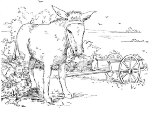 Disegno di asino da stampare e colorare 5