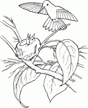 Disegno di colibr da stampare e colorare 7