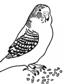 Disegno di pappagallo da stampare e colorare 37