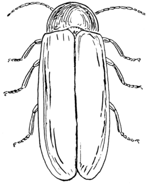 Disegno di coleottero da stampare e colorare 1