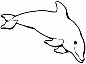 Disegno di delfino da stampare e colorare 30