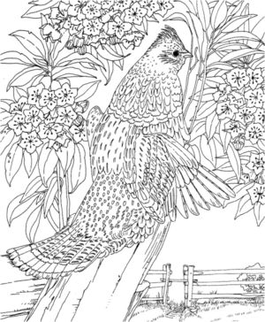 Disegno di uccello da stampare e colorare 77