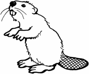Disegno di castoro da stampare e colorare 16
