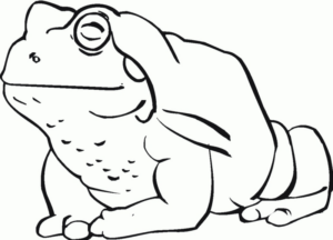 Disegno di rana da stampare e colorare 69