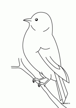 Disegno di passero da stampare e colorare 104