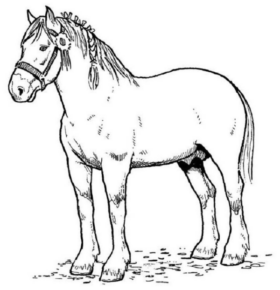 Disegno di cavallo da stampare e colorare 36