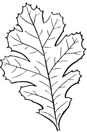 Disegno di foglia da stampare e colorare 124
