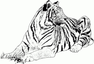 Disegno di tigre da stampare e colorare 27