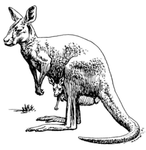 Disegno di canguro da stampare e colorare 16