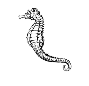 Disegno di cavalluccio marino da stampare e colorare 28