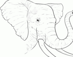 Disegno di elefante da stampare e colorare 103