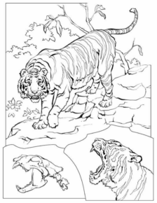 Disegno di tigre da stampare e colorare 56