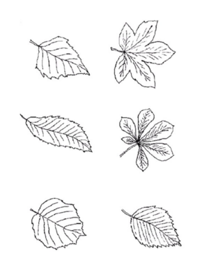 Disegno di foglia da stampare e colorare 147