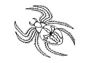 Disegno di ragno da stampare e colorare 32