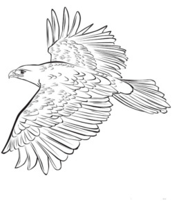 Disegno di aquila da stampare e colorare 31