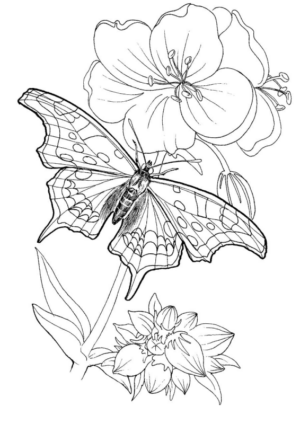 Disegno di farfalla da stampare e colorare 325