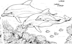 Disegno di delfino da stampare e colorare 44