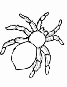 Disegno di ragno da stampare e colorare 93