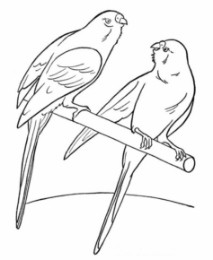 Disegno di pappagallo da stampare e colorare 126
