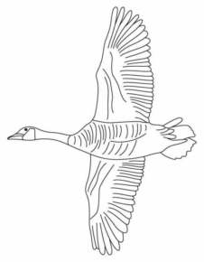 Disegno di uccello da stampare e colorare 61