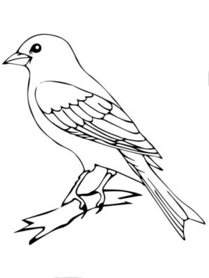 Disegno di passero da stampare e colorare 127