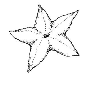 Disegno di stella marina da stampare e colorare 5