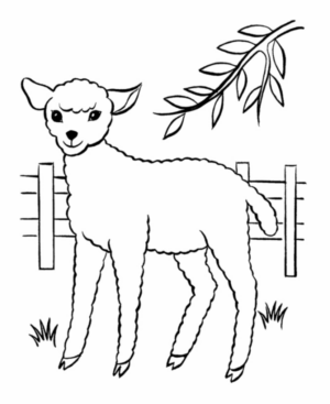 Disegno di pecora da stampare e colorare 45
