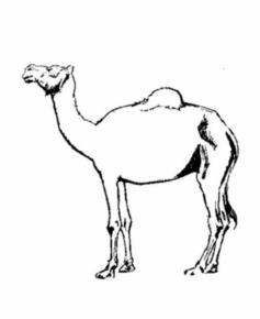 Disegno di dromedario da stampare e colorare 5