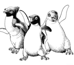 Disegno di pinguino da stampare e colorare 36