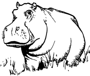 Disegno di ippopotamo da stampare e colorare 25