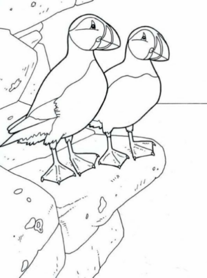 Disegno di tucano da stampare e colorare 28