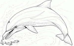 Disegno di delfino da stampare e colorare 33