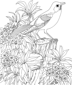 Disegno di passero da stampare e colorare 71