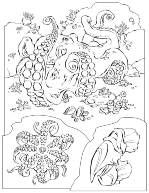Disegno di polpo da stampare e colorare 23