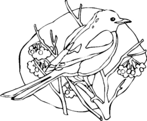 Disegno di uccello da stampare e colorare 9