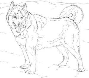 Disegno di cane da stampare e colorare 11