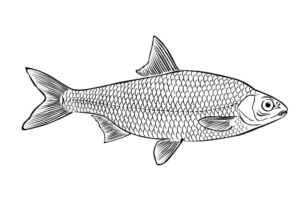 Disegno di pesce da stampare e colorare 149