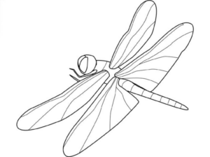 Disegno di libellula da stampare e colorare 11
