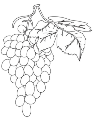Disegno di uva da stampare e colorare 22